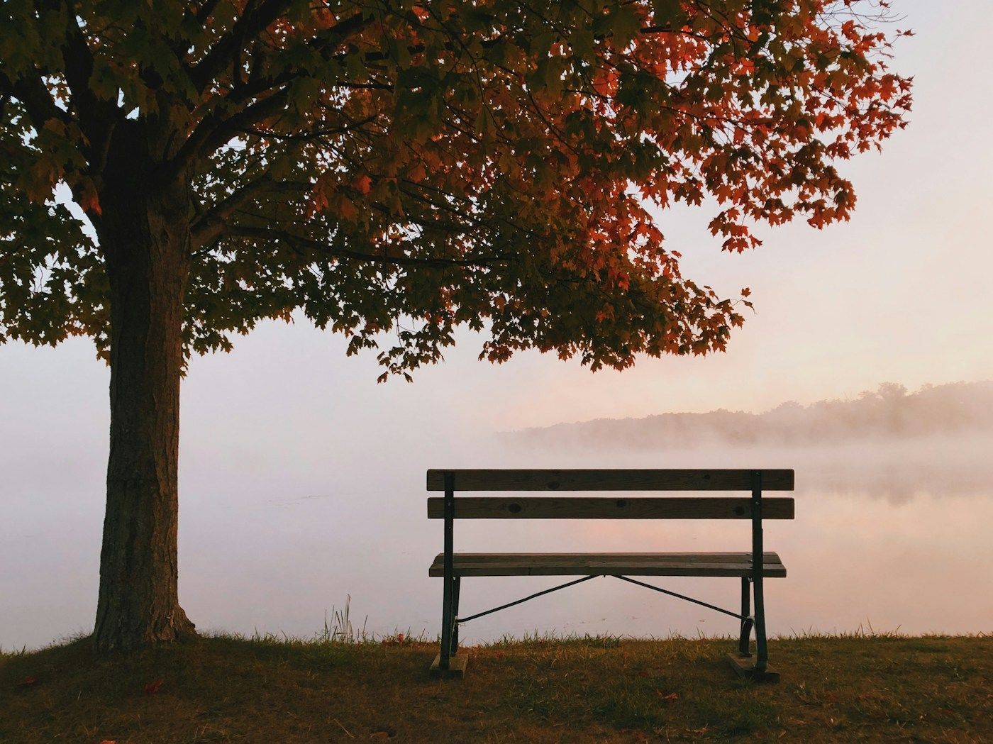 Banc en bois sous un arbre d'automne, au bord d'un lac dans la brume du matin